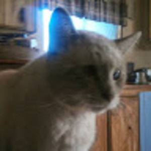Meet your Posher, Rodney
